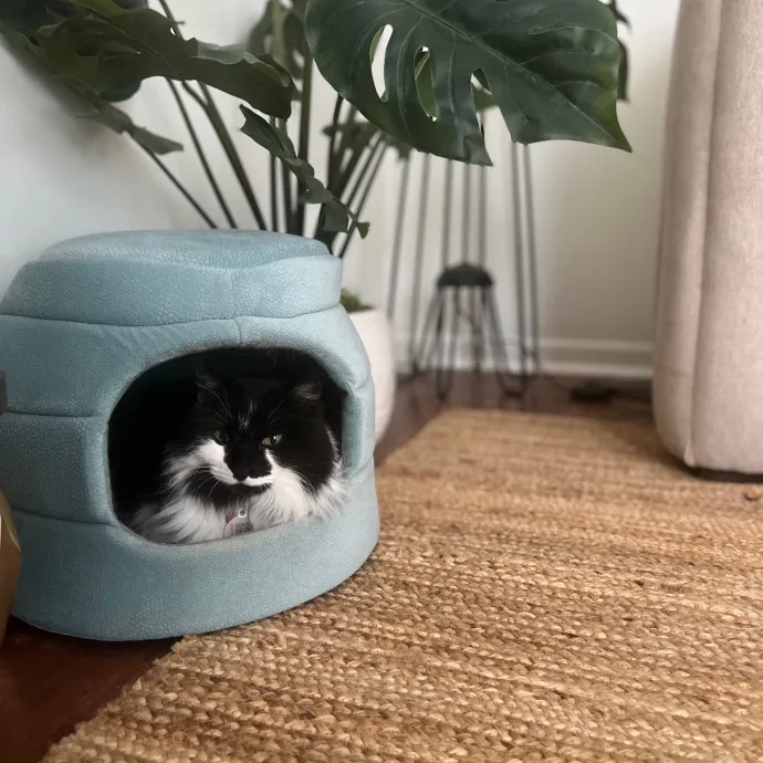 Cozy Cat Care