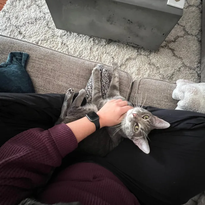 Cozy Cat Care photo 4