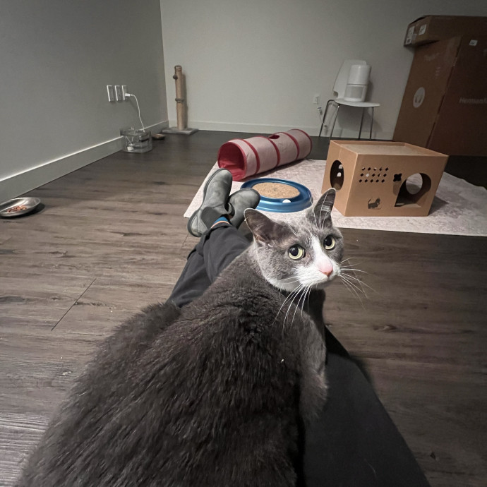 Cozy Cat Care photo 3