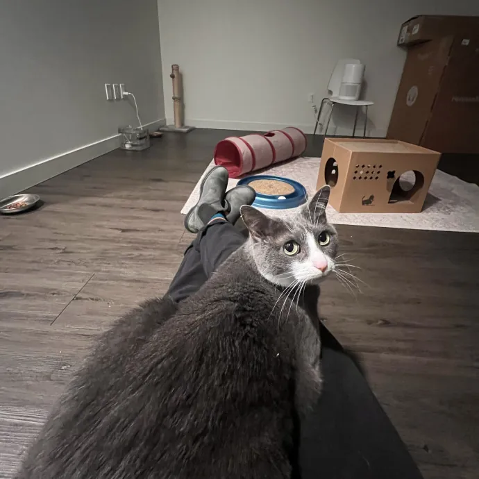 Cozy Cat Care photo 3