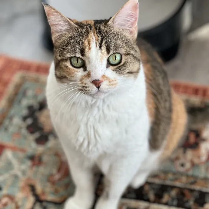 Cozy Cat Care photo 2