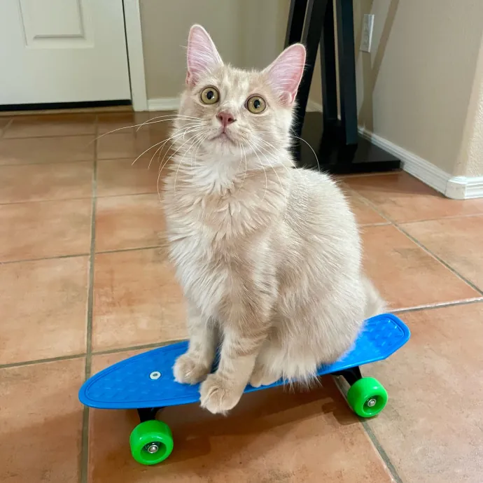 Kittens To Seniors-Care You Can Count On