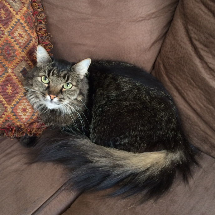 Kittens To Seniors-Care You Can Count On