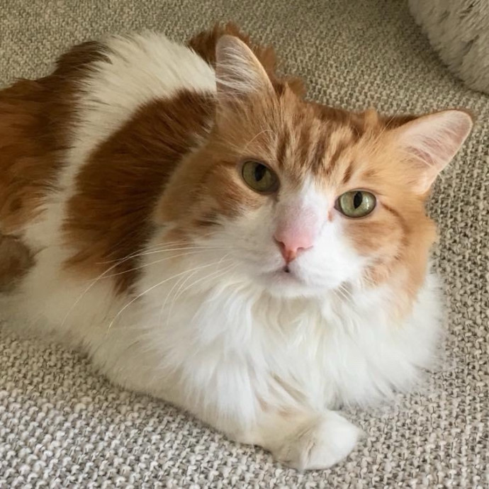 Kittens To Seniors-Care You Can Count On