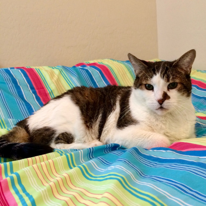 Kittens To Seniors-Care You Can Count On