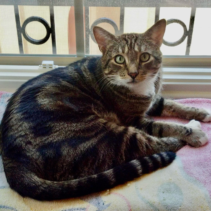 Kittens To Seniors-Care You Can Count On