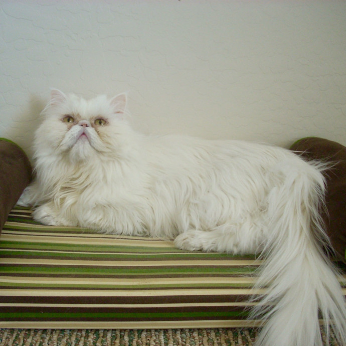 Kittens To Seniors-Care You Can Count On photo 3