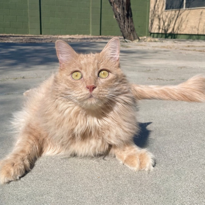Kittens To Seniors-Care You Can Count On photo 2