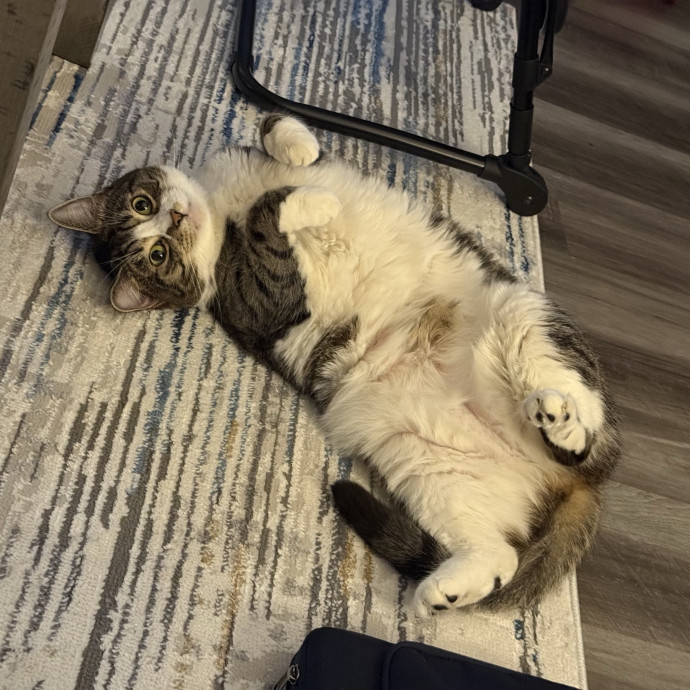 Your Kitties Newest Friend