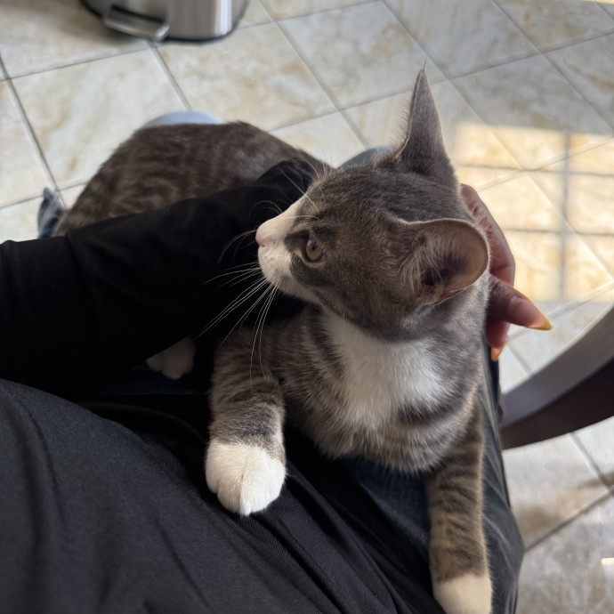 Your Kitties Newest Friend