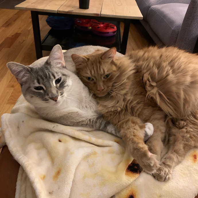 Calm Caring Cat Obsessed Sitter