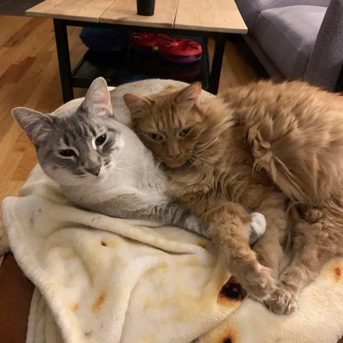 Calm Caring Cat Obsessed Sitter
