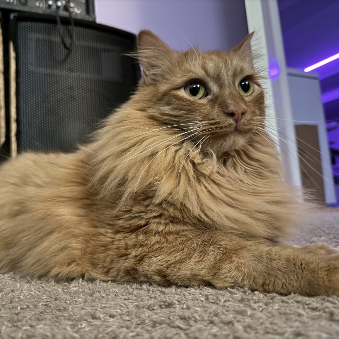 Calm Caring Cat Obsessed Sitter