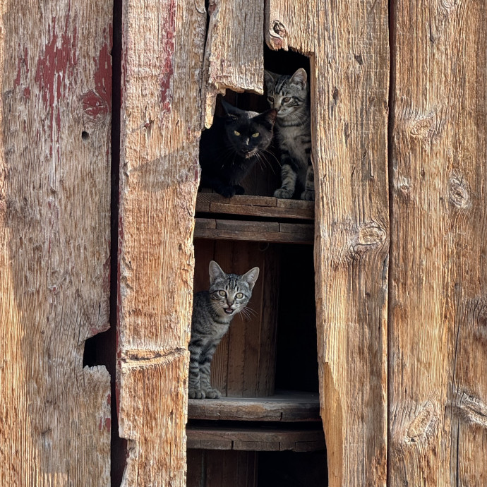 Calm Caring Cat Obsessed Sitter