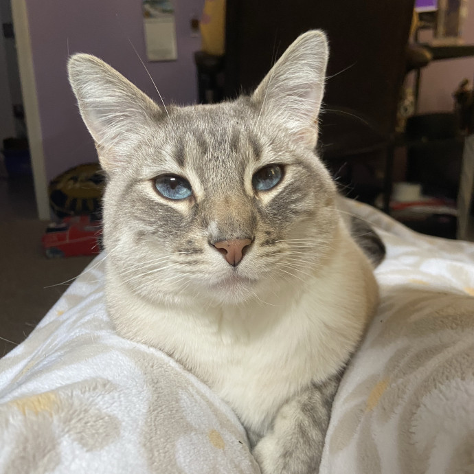 Calm Caring Cat Obsessed Sitter