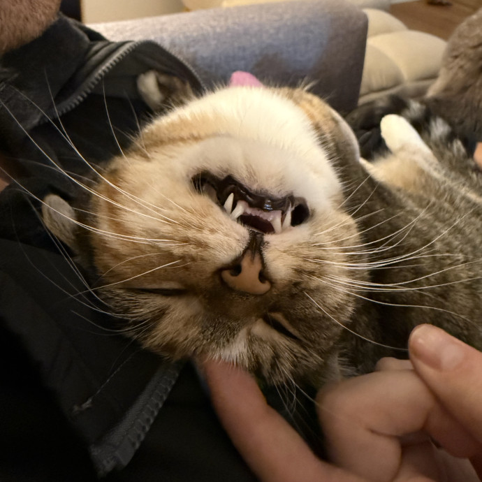 Calm Caring Cat Obsessed Sitter