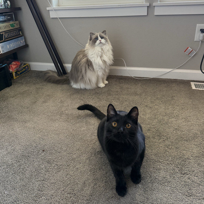 Calm Caring Cat Obsessed Sitter photo 3