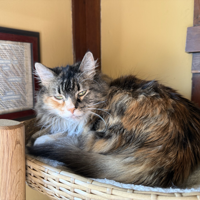 Calm Caring Cat Obsessed Sitter photo 2