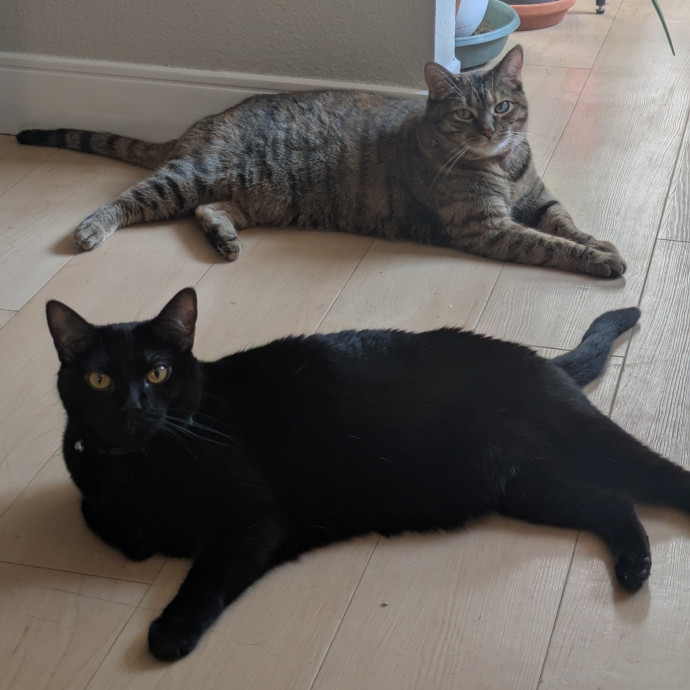 Your Cat Is In Good Hands