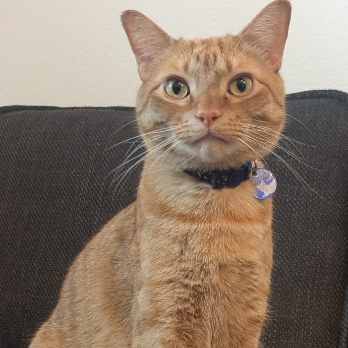 Your Cat Is In Good Hands photo 3