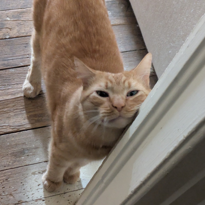 Your Cat Is In Good Hands photo 2