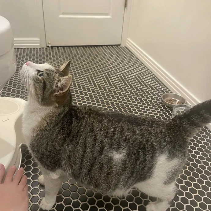 Your Cat Sitter's Favorite Cat Sitter