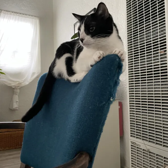 Your Cat Sitter's Favorite Cat Sitter