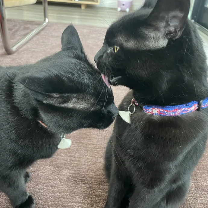 Your Cat Sitter's Favorite Cat Sitter