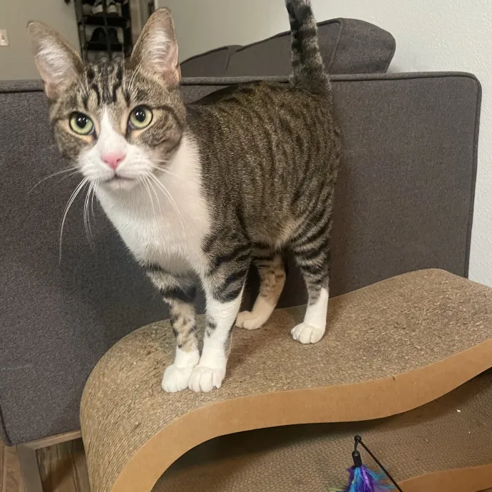 Your Cat Sitter's Favorite Cat Sitter