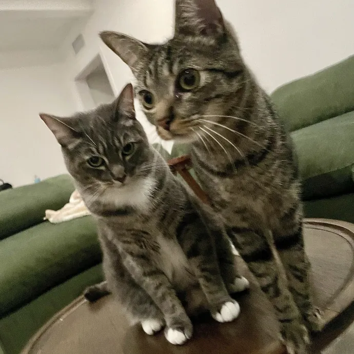 Your Cat Sitter's Favorite Cat Sitter photo 4