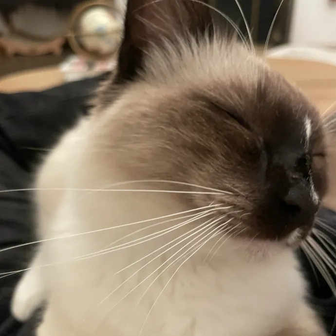 Your Cat Sitter's Favorite Cat Sitter photo 3