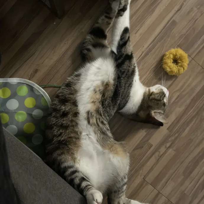 Your Cat Sitter's Favorite Cat Sitter photo 2