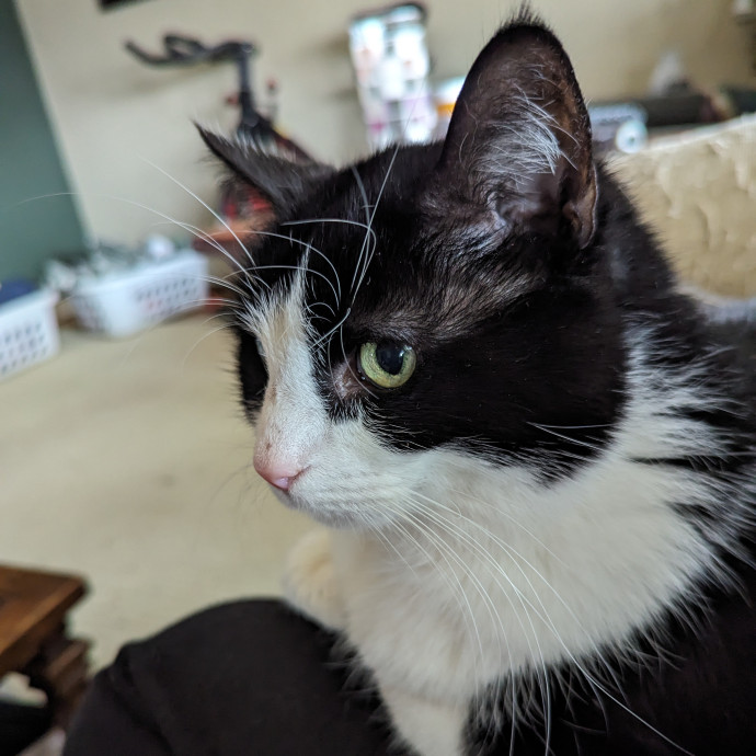 Amber's Cat Sitting