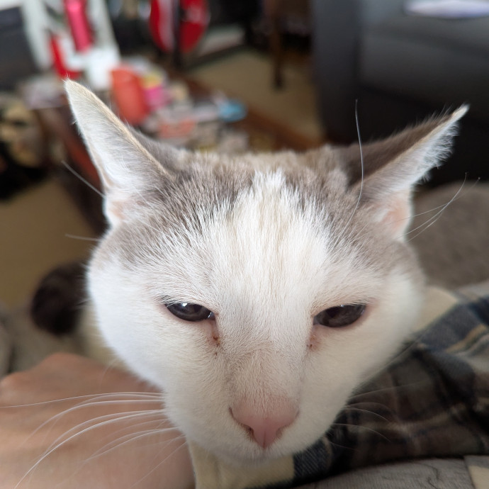 Amber's Cat Sitting