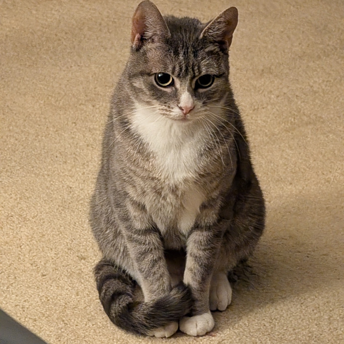 Amber's Cat Sitting