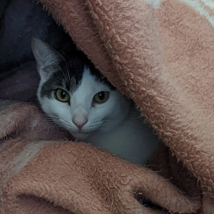 Amber's Cat Sitting photo 2
