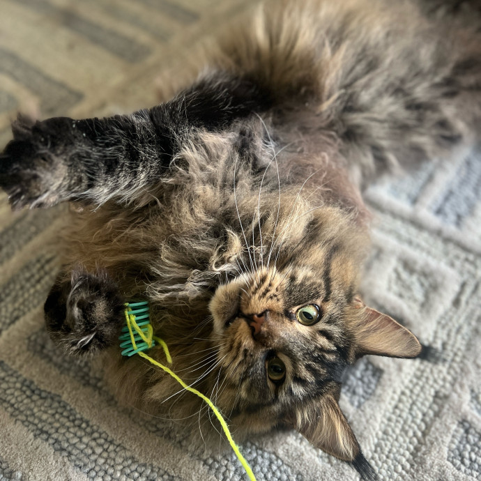Furry Friend Fun While You're Away