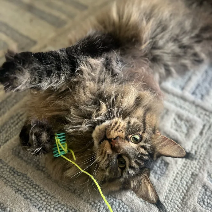 Furry Friend Fun While You're Away