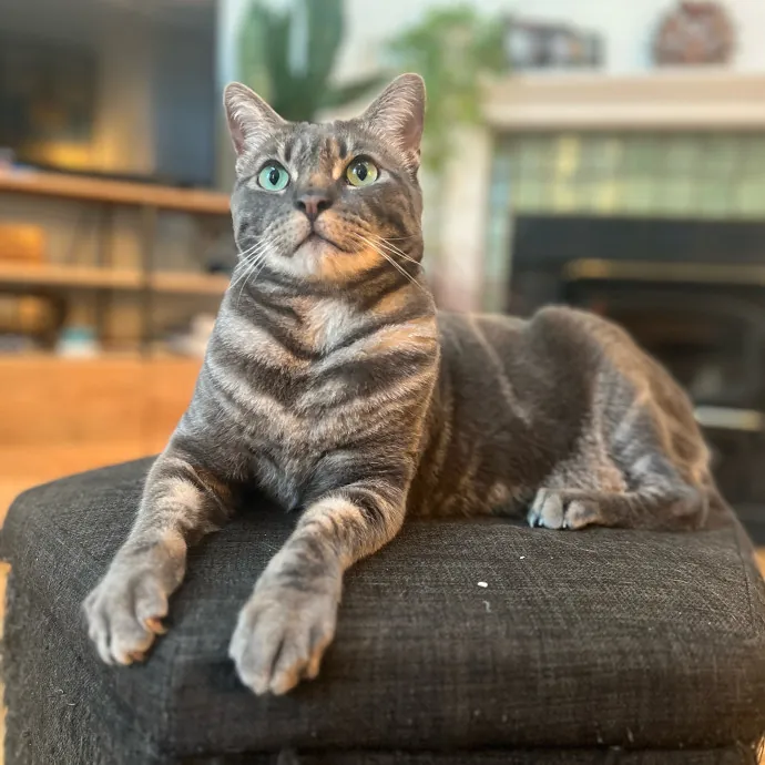 Furry Friend Fun While You're Away