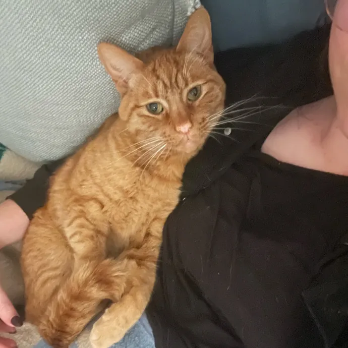 Furry Friend Fun While You're Away