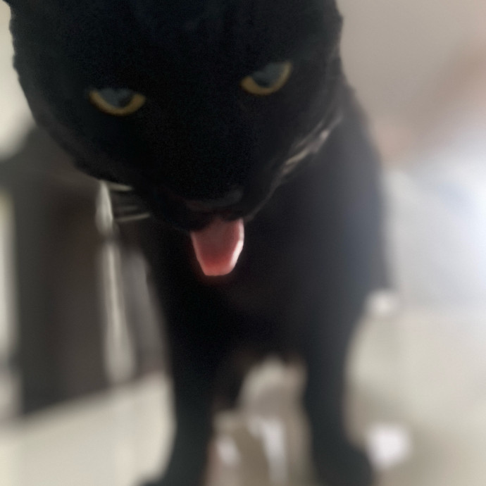 Furry Friend Fun While You're Away