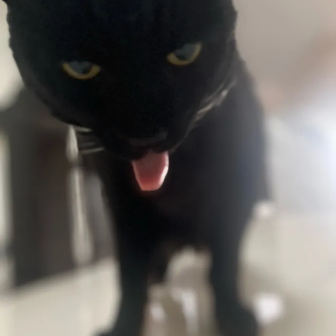 Furry Friend Fun While You're Away