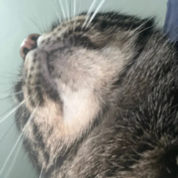 Furry Friend Fun While You're Away