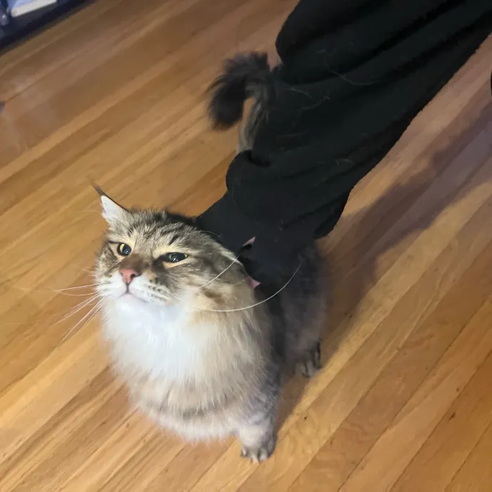 Furry Friend Fun While You're Away