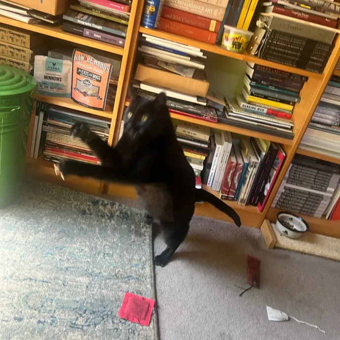 Furry Friend Fun While You're Away