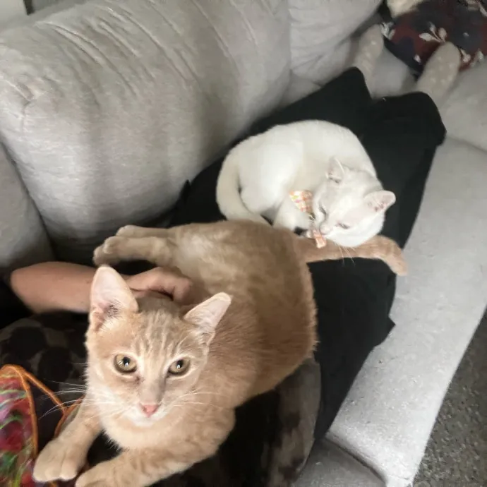 Furry Friend Fun While You're Away