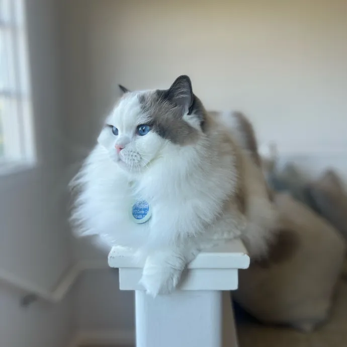 Furry Friend Fun While You're Away