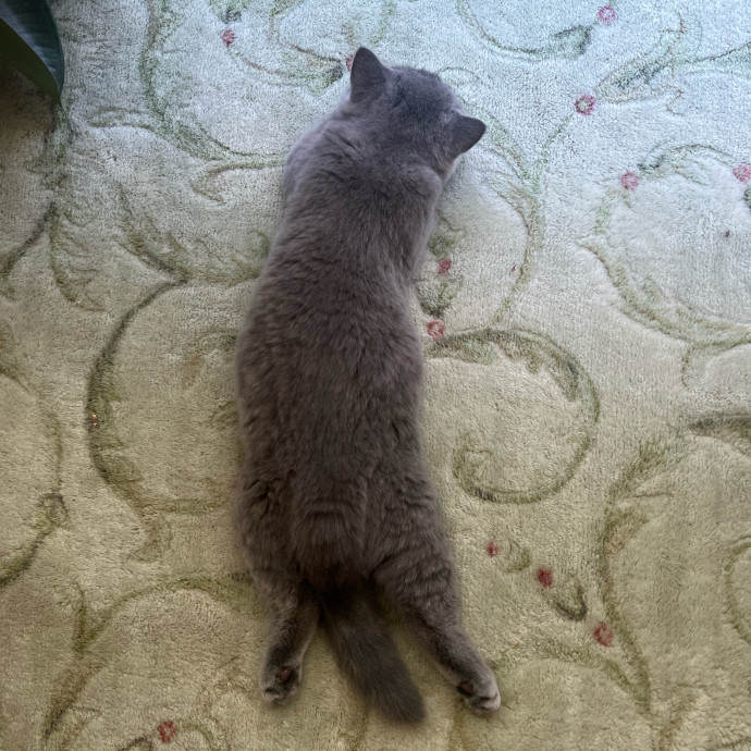 Furry Friend Fun While You're Away
