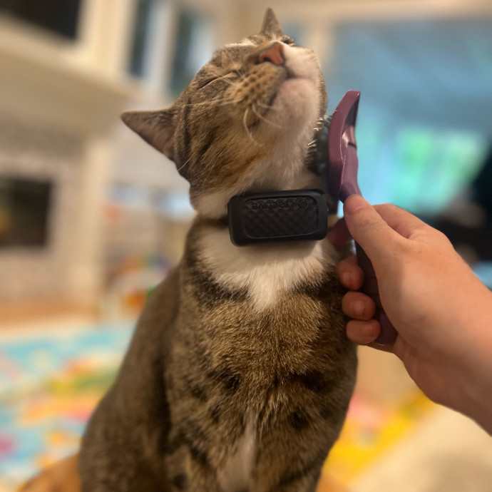 Furry Friend Fun While You're Away