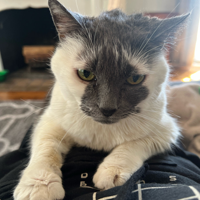 Furry Friend Fun While You're Away